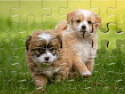 Daily Jigsaw